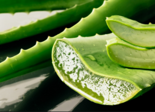 Az aloe vera „csodanövény” hatása szervezetünkre